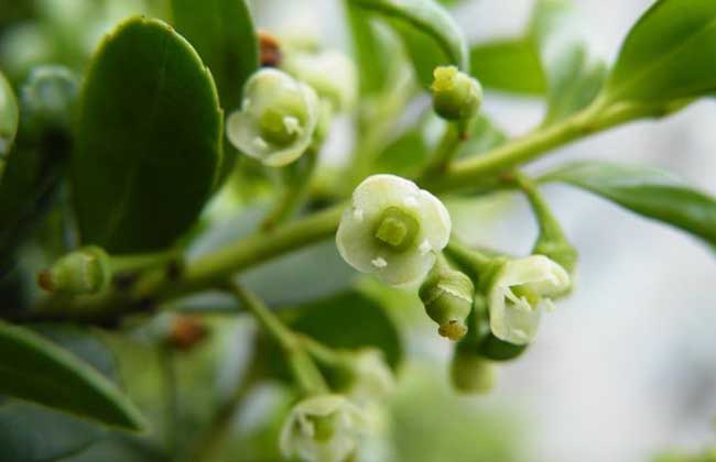 六月雪的繁殖方法